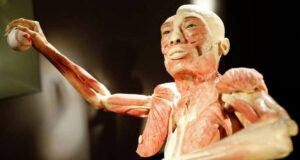 «Bodies: Cuerpos humanos reales» se extiende al 15 de enero 2023