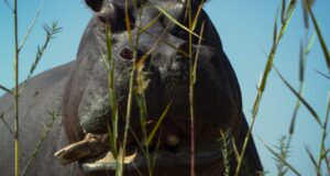 «Pepe» y «Olivia & Las Nubes» compiten en el Festival de Tokio