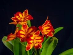 Cascada de Orquídeas se presenta durante todo el fin de semana en el Jardín Botánico Nacional