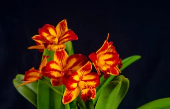 Cascada de Orquídeas se presenta durante todo el fin de semana en el Jardín Botánico Nacional