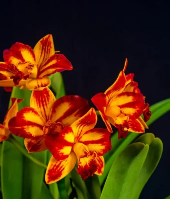 Cascada de Orquídeas se presenta durante todo el fin de semana en el Jardín Botánico Nacional